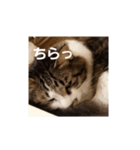 モモちゃん(雄)やさぐれ.ver（個別スタンプ：3）