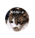 モモちゃん(雄)やさぐれ.ver（個別スタンプ：4）
