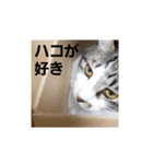 モモちゃん(雄)やさぐれ.ver（個別スタンプ：6）