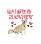 再び、ぼくらはハッピーな保護犬さ！（個別スタンプ：6）