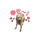 再び、ぼくらはハッピーな保護犬さ！（個別スタンプ：8）