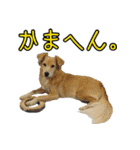 再び、ぼくらはハッピーな保護犬さ！（個別スタンプ：15）