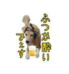 再び、ぼくらはハッピーな保護犬さ！（個別スタンプ：24）