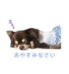 茶色いチワワ ショコラ（個別スタンプ：3）