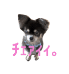 茶色いチワワ ショコラ（個別スタンプ：11）
