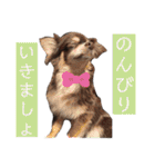 茶色いチワワ ショコラ（個別スタンプ：28）