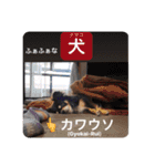 茶色いチワワ ショコラ（個別スタンプ：31）