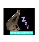 白い豆柴犬（個別スタンプ：2）