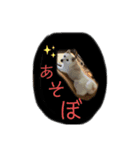 白い豆柴犬（個別スタンプ：3）