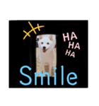白い豆柴犬（個別スタンプ：4）