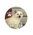 白い豆柴犬（個別スタンプ：5）