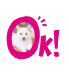 白い豆柴犬（個別スタンプ：6）