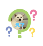 白い豆柴犬（個別スタンプ：7）