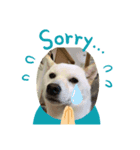 白い豆柴犬（個別スタンプ：8）