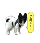 パピヨンロコ（個別スタンプ：9）
