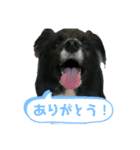 パピヨンロコ（個別スタンプ：15）