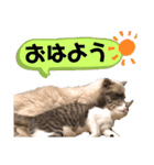 ラグちゃんと凛ちゃん（個別スタンプ：1）