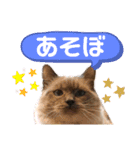 ラグちゃんと凛ちゃん（個別スタンプ：5）