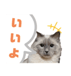 ラグちゃんと凛ちゃん（個別スタンプ：6）