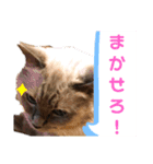 ラグちゃんと凛ちゃん（個別スタンプ：7）