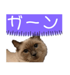 ラグちゃんと凛ちゃん（個別スタンプ：11）