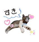 ラグちゃんと凛ちゃん（個別スタンプ：14）