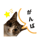 ラグちゃんと凛ちゃん（個別スタンプ：15）