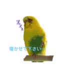 シマ鳥さんちの鳥等2（個別スタンプ：3）