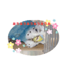シマ鳥さんちの鳥等2（個別スタンプ：4）