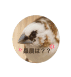 シマ鳥さんちの鳥等2（個別スタンプ：5）