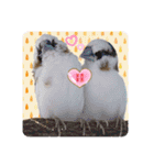 シマ鳥さんちの鳥等2（個別スタンプ：7）