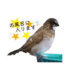 シマ鳥さんちの鳥等2（個別スタンプ：9）