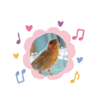 シマ鳥さんちの鳥等2（個別スタンプ：13）