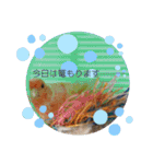 シマ鳥さんちの鳥等2（個別スタンプ：15）