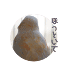 シマ鳥さんちの鳥等2（個別スタンプ：17）