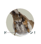 シマ鳥さんちの鳥等2（個別スタンプ：18）