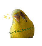 シマ鳥さんちの鳥等2（個別スタンプ：19）