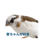 シマ鳥さんちの鳥等2（個別スタンプ：20）