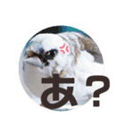 シマ鳥さんちの鳥等2（個別スタンプ：21）
