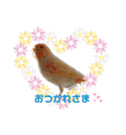 シマ鳥さんちの鳥等2（個別スタンプ：22）