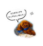 ゆず/みかん/レモン/りんごのスタンプ（個別スタンプ：1）