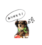 ゆず/みかん/レモン/りんごのスタンプ（個別スタンプ：7）