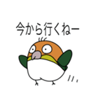 ゆけ！シロハラインコ！（個別スタンプ：1）