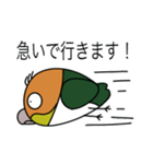 ゆけ！シロハラインコ！（個別スタンプ：13）