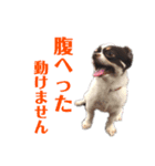 パート2！ウーパーてんちゃんスタンプ（個別スタンプ：11）