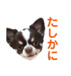 パート2！ウーパーてんちゃんスタンプ（個別スタンプ：15）