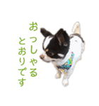 パート2！ウーパーてんちゃんスタンプ（個別スタンプ：20）