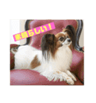 我が家の愛犬パピヨンのたろう（個別スタンプ：1）