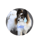 我が家の愛犬パピヨンのたろう（個別スタンプ：2）