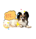 我が家の愛犬パピヨンのたろう（個別スタンプ：3）